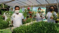 PKS Kota Semarang Gelar Panen Sayur Organik untuk Dibagikan Kepada Masyarakat